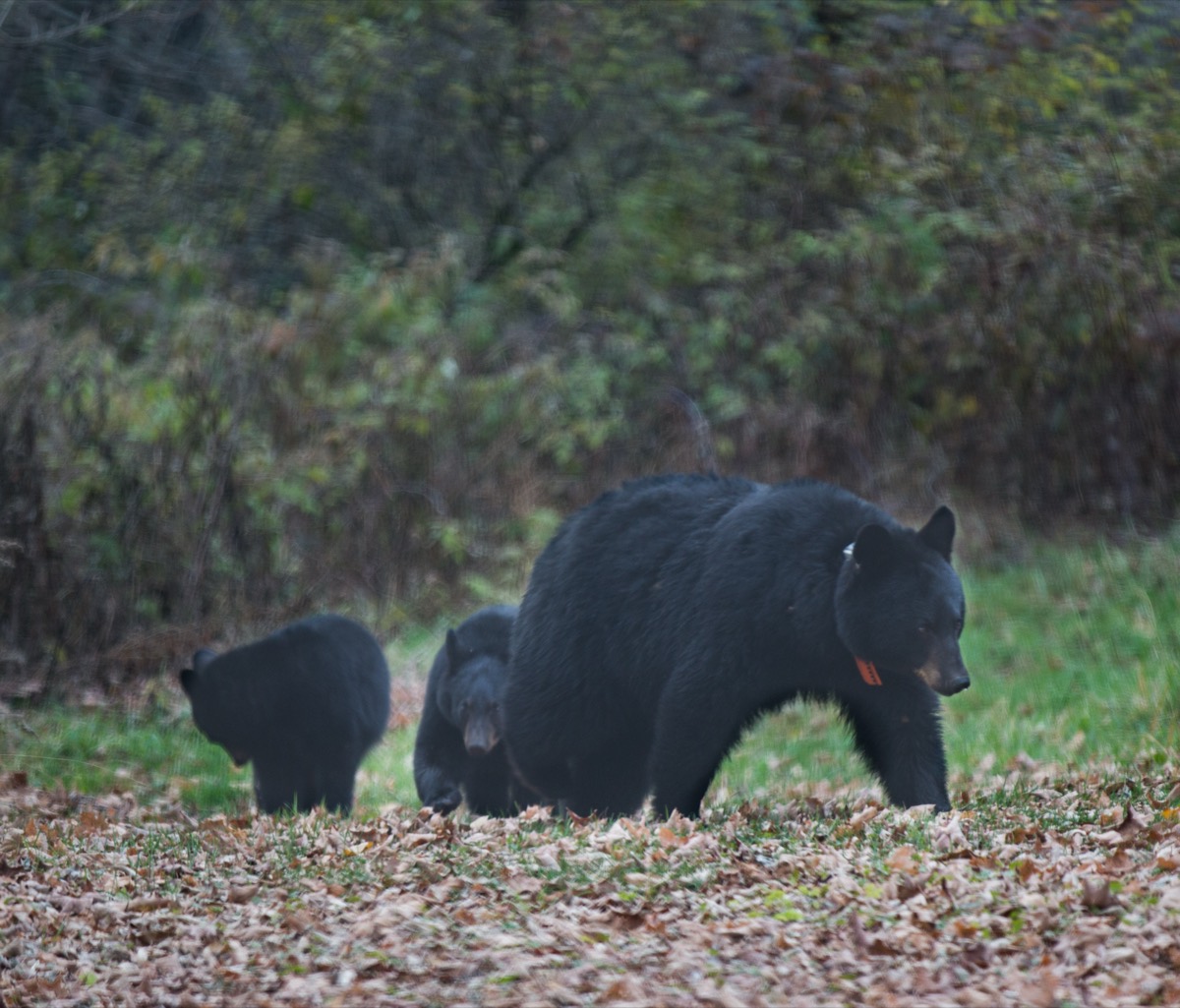 untitled_15-10-31_3397